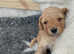 Smashing Sproodle Puppies