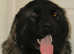 3 yr old male caucasian shepherd