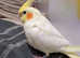 Cockatiel Rehome Lovely Young Clingy Girl