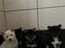 KC registered Shiba Inu Puppies Ready to Leave