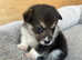 KC Registered. Extensively DNA tested Clear, female tri coloured Pembroke Corgi