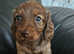 6 stunning Dachshunds