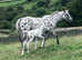 2025 Appaloosa x Andalucian (Spanish spotted saddle horse) colt foal