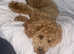 miniature poodle puppy's for sale