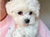Maltipoo puppies for sale --last 1!! REDUCED