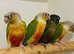 Beautiful young conure parrot