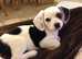 WANTED :o) Small Dog to Join our Family / Pack - NORTH WEST ENGLAND