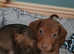 Miniature smooth haired Dachshund Puppies
