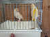 Canaries Hens