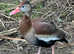 Pair of red billed whistling ducks