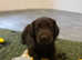 1 Super liver flatcoat retriever puppy 8 weeks old