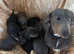 Miniature Dachshund puppies (carrying cream colour )