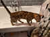 2 year old bengal female