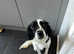 Super cute 8 month pup in need of a home