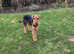 Airedale terrier male 11 months old