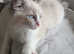 Loving Pure ragdoll kittens