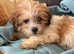 Lhasa apso Shihtzu x pups