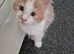 Maine coon male