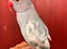 Stunning pied blue Indian ringnick parrot