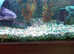 STILL AVAILABLE 2 X Raphael Huge Female Catfish over 12 years old - Area Plymouth St Budeaux, for £40 each