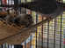 Diamond Doves for sale for indoor or outdoor aviary