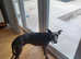 KC whippets bonded pair