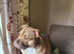 Pocket bully age two female