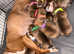 READY NOW!! STUNNING RED STAFFORDSHIRE BULL TERRIER PUPPIES