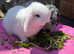 Pure Mini Lop rabbits