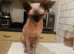 Beautiful sphynx for SALE!!!