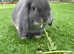 2X male lop eared bunnies