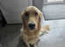 Golden retriever puppies