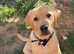 Golden Labrador