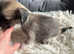 Chinese Crested puppies Hairless - Powderpuff  - Girls/Boys