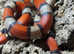 Stuarts Milk Snake at Birmingham Reptiles