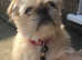 Amazing Shihtzu Female For Sale