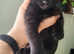 2 Girls 1 Boy Peterbald