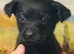 BEAUTIFUL PEDIGREE BLACK LABRADOR PUPPIES DRAKESHEAD LINEAGE