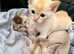 4 pedigree/ registered kittens for sale
