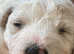 Pure Bred Bichon Frise puppies READY NOW!!!