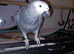 SILLY TAME 3 YEAR OLD MALE AFRICAN GREY PARROT