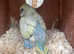 Rainbow Baby budgie