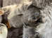 Maine coon cross babies
