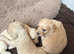 Cavachon puppies for sale