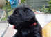 Briard black male pup. Price will take into account petrol cost to collect.