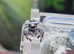 P Regius Jumping Spiders