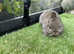 Agouti netherland dwarf baby rabbits for sale