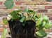 POND LILIES POTTED LARGE READY TO GO + OTHER STUFF