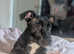 Jasmine is a staffy jack she's 8 months old. She needs a home asap due to moving homes