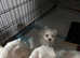 Beautiful Maltese puppy boy for sale